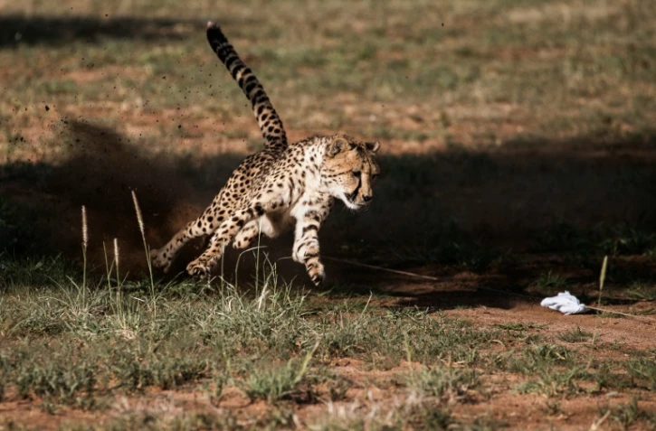 Un guépard en captivité, dans son enclos à Otjiwarongo, en Namibie le 18 février 2016