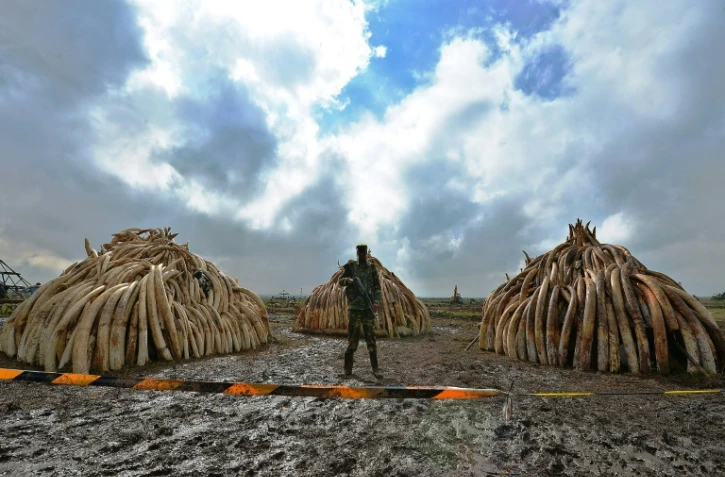 Un membre du Service kényan de la faune (KWS) devant des tas de défenses d'éléphants devant être brûlées, dans le parc national de Nairobi le 28 avril 2016