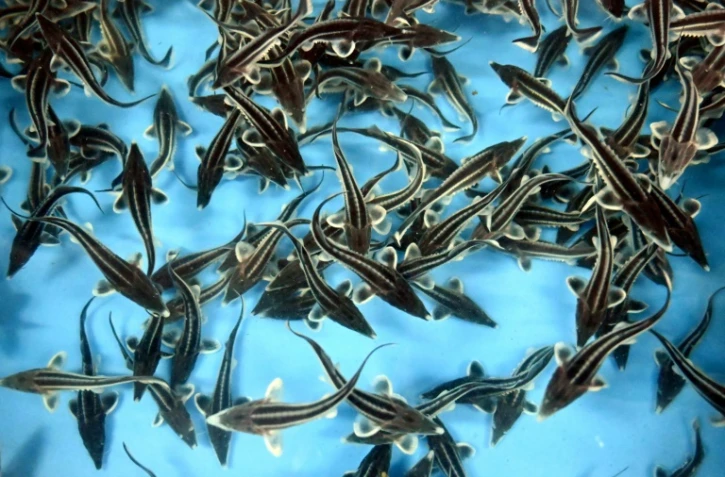 Des esturgeons nagent dans un bassin d'une ferme piscicole à Tiraspol, la capitale de la Transdniestrie, région séparatiste pro-russe de Moldavie, le 14 septembre 2021