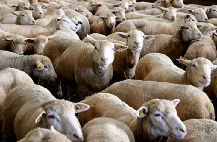Des brebis en cours de vaccination dans une ferme à Poix-Terron, dans le nord de la France, le 21 août 2024