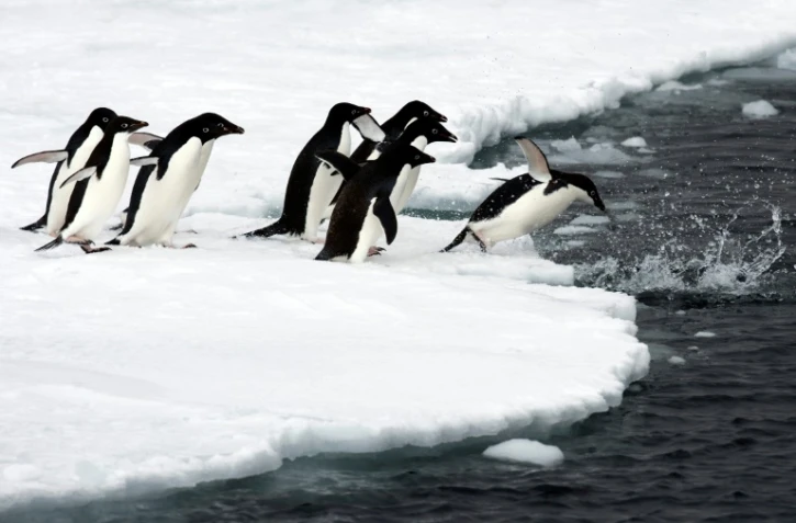 Un groupe de manchots sur la banquise de l'Antarctique, sur une photo fournie par le "Pew Charitable Trust" le 25 avril 2017 