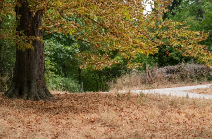 Le bois de Vincennes dans le 12e arrondissement de Paris, le 13 juillet 2026, en pleine vague de chaleur
