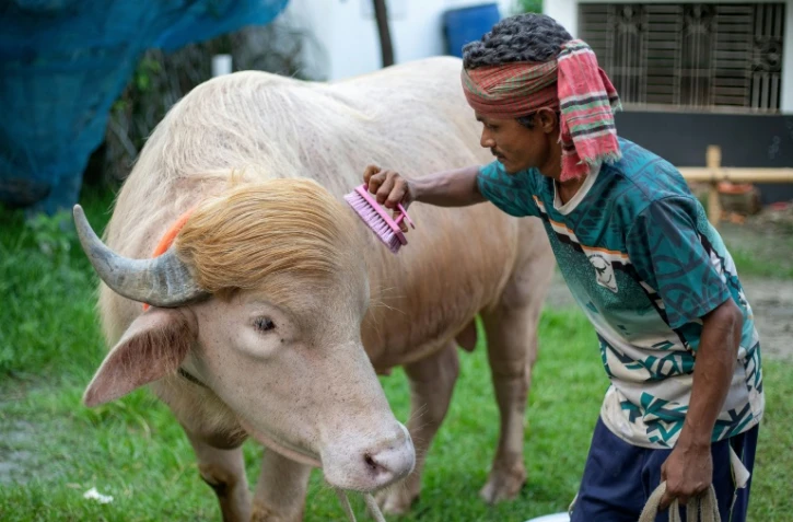 Un gardien brosse le buffle albinos surnommé "Donald Trump" dans une ferme d’élevage à Narayanganj au Bangladesh le 17 mai 2026