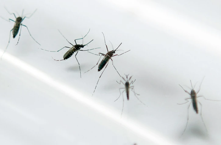 Des moustiques Aedes aegypti dans un laboratoire de Fort-de-France