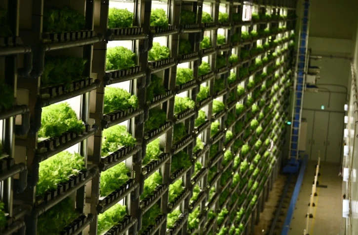 Des rangées de laitues produites artificiellement dans des "usines à légume", le 12 novembre 2019 à Kyoto