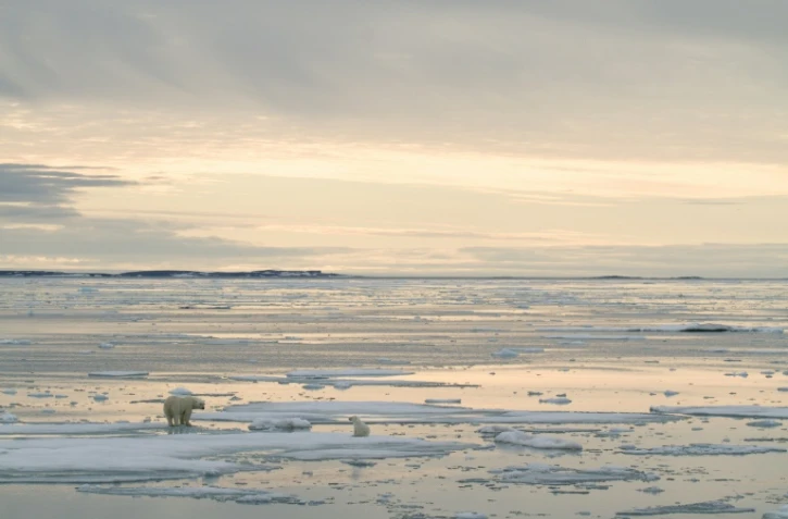 Photo transmise 17 juillet 2020 par Polar Bears International d'un ours polaire et de son ourson phorographiés en 2012 prÚs de l'archipel de Svalbard (NorvÚge)