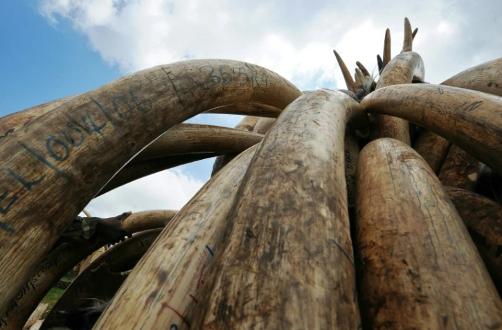 Des défenses d'éléphants entreposées le 22 avril 2016 à Nairobi par les services de protection de la nature