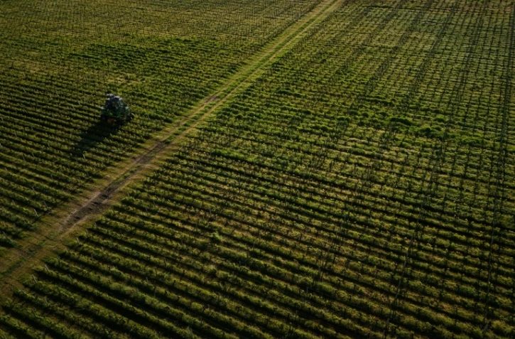 Les riverains des vignes sont plus imprégnés que les autres Français, démontre une étude nationale inédite, dévoilée lundi par deux agences sanitaires