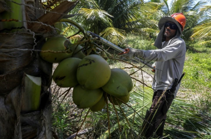 Un ouvrier agricole récolte des noix de coco dans une plantation près de Conde à 200 km au nord de Salvador (Brésil), le 22 mars 2018