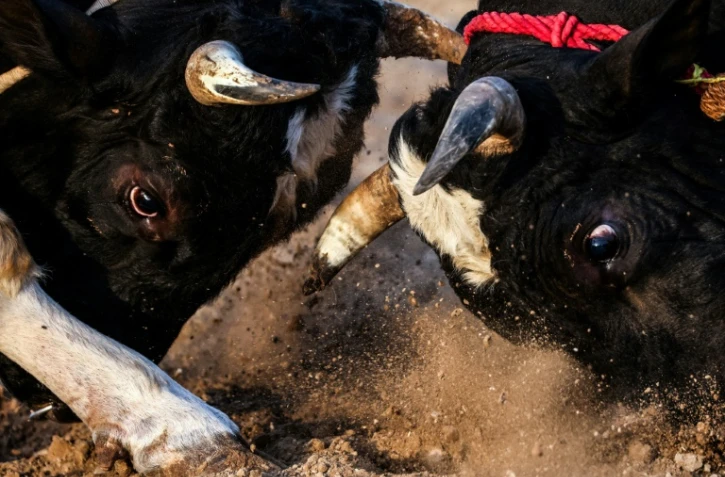 Combat de taureaux dans l'émirat de Foujaira, aux Emirats arabes unis, le 5 février 2022