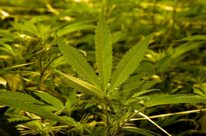 Le gouvernement va mettre en place une amende pour les usagers de cannabis, rompant ainsi avec une logique répressive qui devra permettre d'alléger le travail des policiers et magistrats.