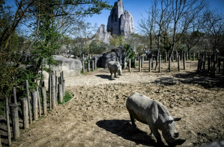 Des rhinoceros au Parc Zoologique de Paris en avril 2018