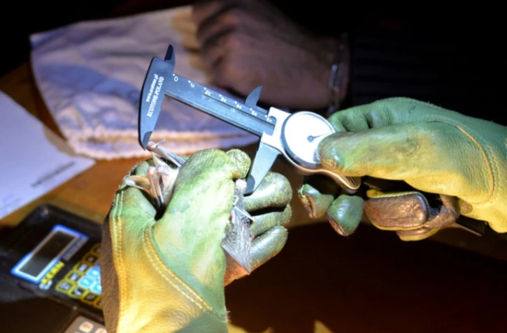 Un chiroptérologue mesure une chauve-souris à Noyal-Muzillac, le 9 juillet 2021 dans l'ouest de la France