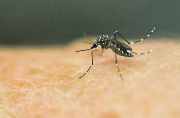 Un moustique Aedes