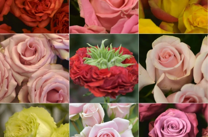 (COMBO) Différentes variétés de roses de la plantation de Cayambe en Equateur photographiées le 11 février 2019