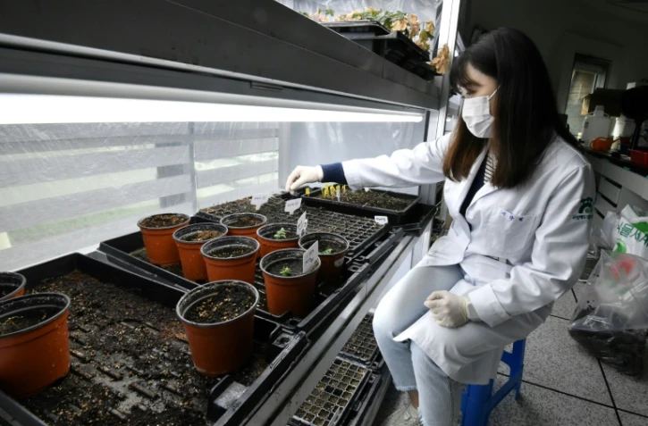 Une chercheuse vérifie des échantillons de plantes sauvages au Baekdudaegan National Arboretum, le 21 mai 2021 à Bonghwa, en Corée du Sud