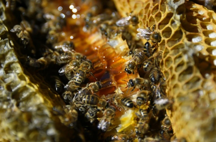 Le parquet de Lyon a ouvert une enquête préliminaire pour "administration de substances nuisibles" après une plainte d'un syndicat d'apiculteurs de l'Aisne contre Bayer