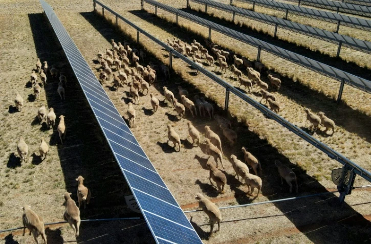 Des moutons déambulent parmi des panneaux solaires dans l'exploitation de Tom Warren, près de la ville australienne de Dubbo, à environ 400 kilomètres à l'ouest de Sydney, le 19 janvier 2026
