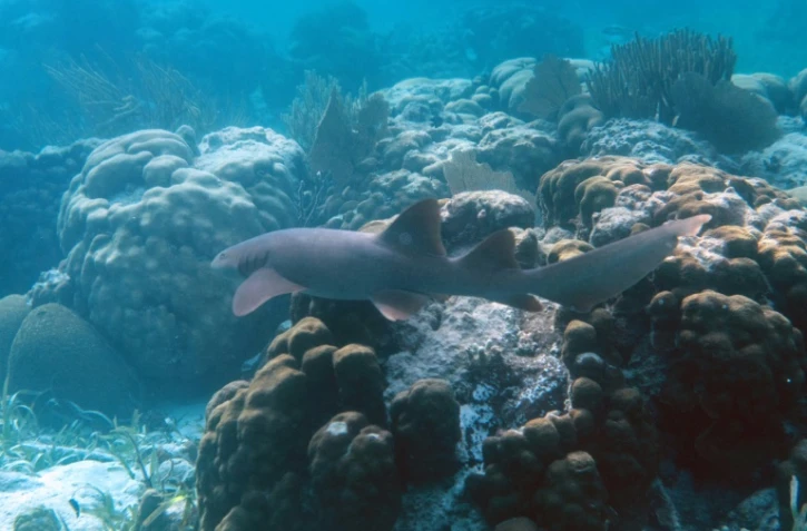 Un requin-nourrice dans un récif corallien de la réserve marine Hol Chan, à Ambergris Cay, le 7 juin 2018 au Belize