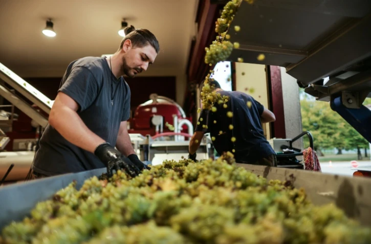 Des saisonniers trient le raisin qui vient d'être vendangé au  Château Carbonnieux, grand cru classé de Pessac-Léognan, à Léognan, en Gironde, le 17 août 2022