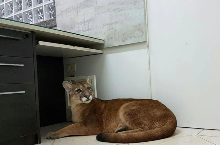 Les employés d'une entreprise brésilienne se sont retrouvés nez à nez avec un puma sauvage recroquevillé sous un bureau, le 14 août 2017 à Itaperica da Serra, près de Sao Paulo