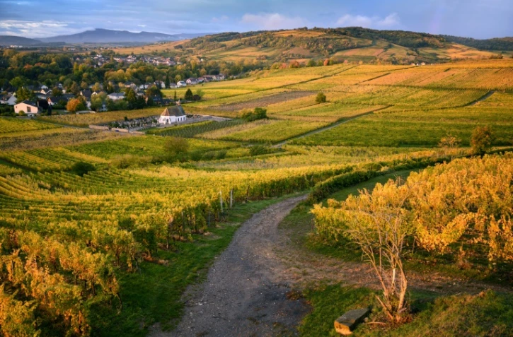 Des vignobles dans l'est de la France, Ă l'automne 2019