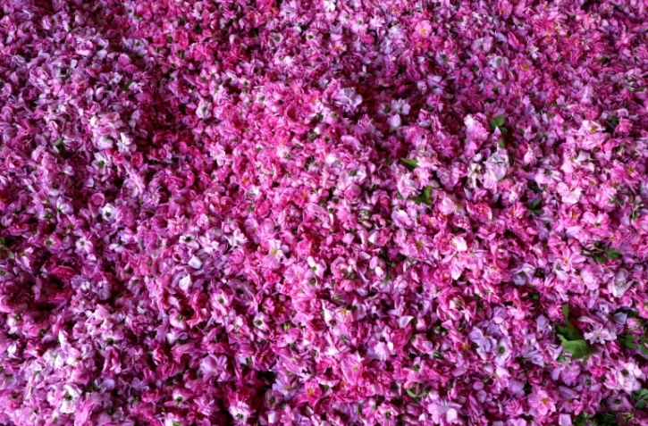 Récolte de roses fraichement cueillies dans le village de Qsarnaba au Liban, le 11 mai 2023