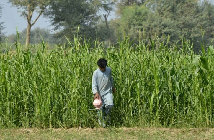 Photo prise le 15 novembre 2018 montrant un adolescent pakistanais sortant d'un champ oĂą il a fait ses besoins.