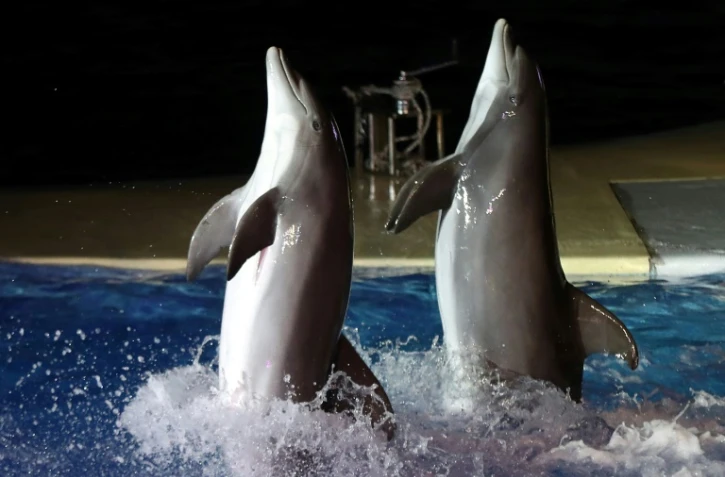Spectacle de dauphins au Marineland d'Antibes dans les Alpes-Maritimes le 7 décembre 2016