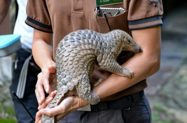 Un pangolin au zoo de Singapour le 30 juin 2017