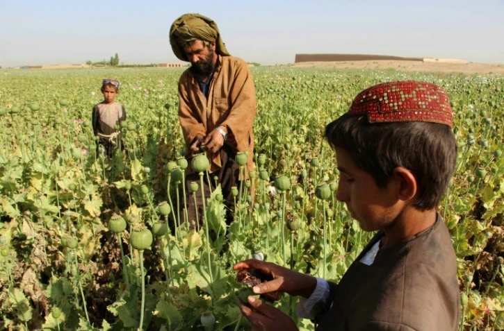 Un agriculteur afghan dans un champ d'opium dans la région du Helmand dans le sud de l'Afghanistan, le 11 avril 2017