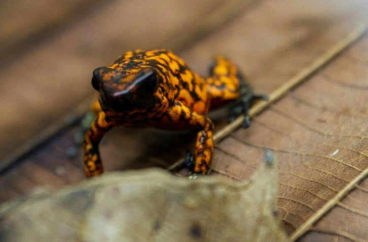 Une grenouille dite 'diablito' au centre de recherche Jambatu à San Rafael, le 9 novembre 2020 en Equateur