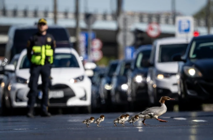 Des harles bièvre traversent une route à Varsovie, en Pologne, le 28 avril 2026