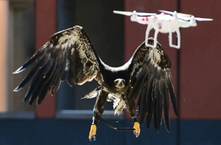 Démonstration d'une capture de drone par un aigle, le 12 septembre 2016 à Ossendrecht