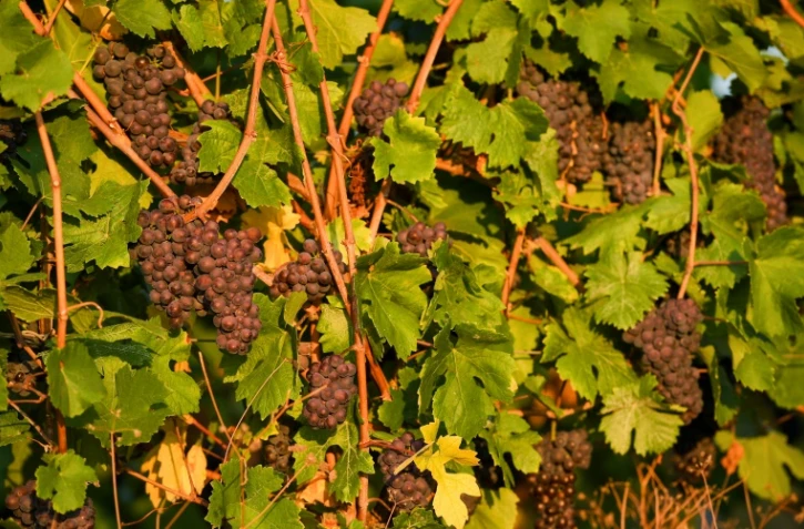 Grappes de Gewurtztraminer à Kirchberg prêtes à être récoltées le 22 août 2018