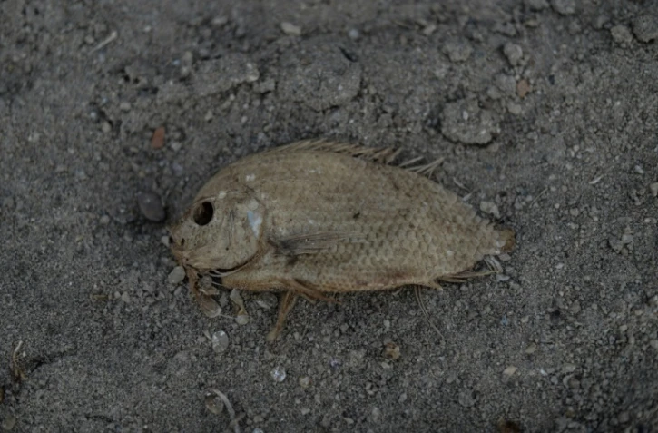 Un poisson mort sur les rives asséchées de la rivière Pahang durant la vague de chaleur, due au phénomène El Nino, touchant Termerloh, près de Kuala Lumpur, le 11 avril 2016