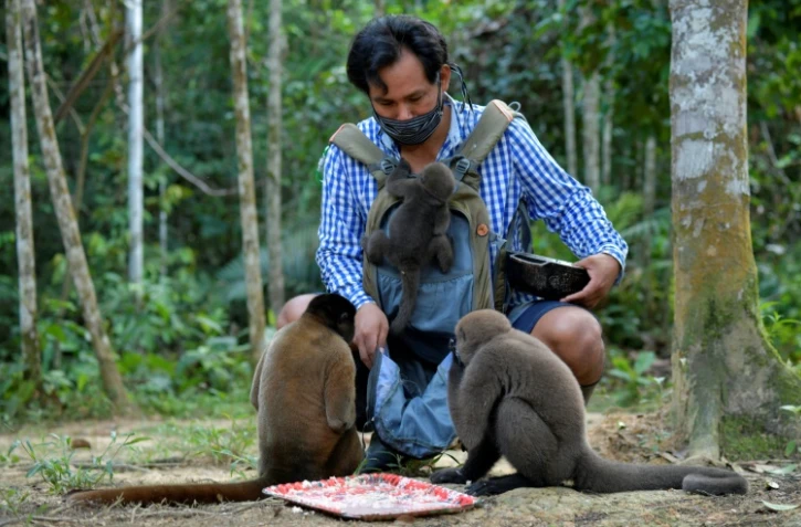 Des singes laineux entourent Jhon Jairo Vasquez, fondateur du refuge de Maikuchiga, le 18 novembre 2020 près de Leticia, en Amazonie colombienne