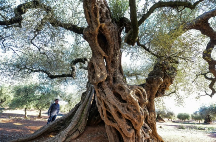 Un olivier rendu célèbre par un film d'Iciar Bollain, le 6 décembre 2016 dans une plantation à Ulldecona, en Espagne