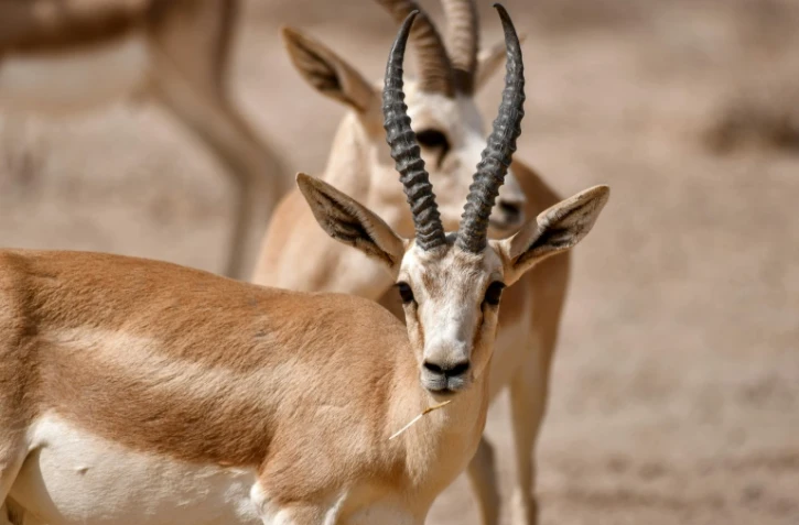 Des gazelles de Rhim dans la réserve de Sawa, le 8 juin 2022 en Irak