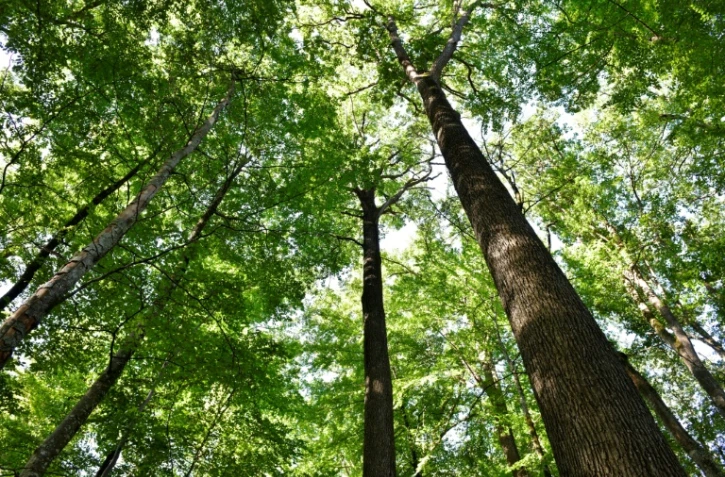 Des chênes de la forêt de Tronçais, le 20 septembre 2022 à Saint-Bonnet de Tronçais, dans l'Allier