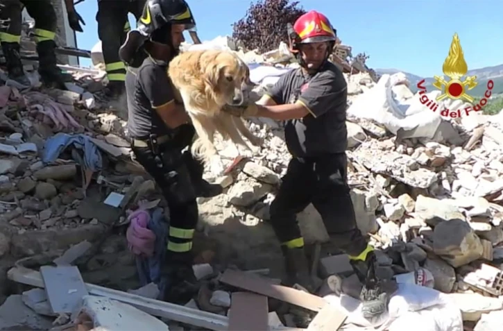 Capture d'écran montrant le sauvetage d'un golden retriever, rescapé du séisme en Italie, le 3 septembre 2016 à San Lorenzo