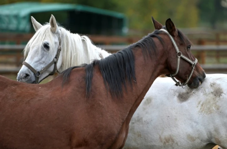 Chevaux 