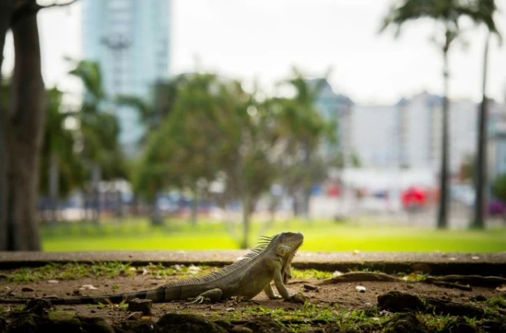 Un iguane commun (iguana iguana) dans un parc du centre-ville de Fort-de-France, le 30 mars 2021 en Martinique