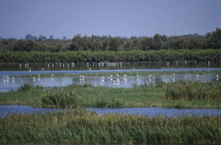 Des flamants roses au domaine des Grandes cabanes du Vaccarès sud, le 6 septembre 2021 aux Saintes-Marie-de-la-Mer