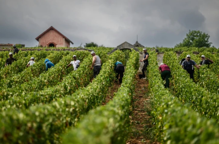 Des vendangeurs travaillent dans les vignes du Château de Meursault, le 26 août 2025 à Meursault, en Côte d'Or