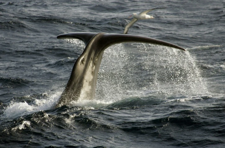 Un cachalot  au large de l'archipel des Crozet, dans l'Océan Indien, le 01 juillet 2007