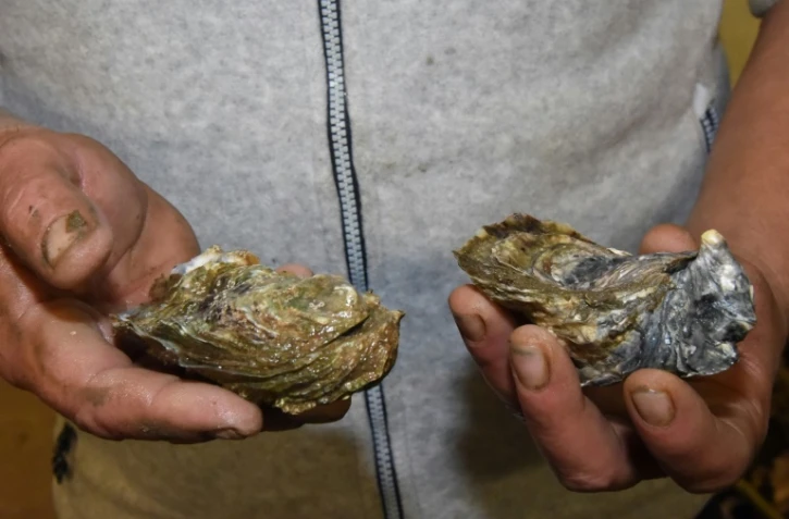 L'ostréiculteur Didier Dubos montre une huître diploïde (à gauche) et une huître triploïde (à droite) à Gujan-Mestras dans le bassin d'Arcachon, le 6 décembre 2017