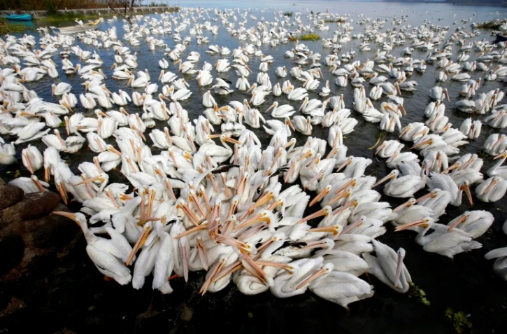Des pélicans migrateurs venus passer l'hiver au Mexique, le 28 janvier 2022 à Cojumatlan de Régules, dans l'Etat du Michoacan