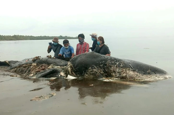 Le corps d'un cachalot mort avec 6 kg de matières plastiques dans le ventre, échoué le 19 novembre 2018 sur une côte d'Indonésie  