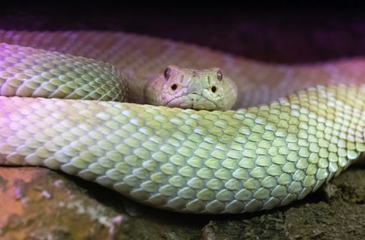 Crotale diamantin (Crotalus adamanteus) visible au Palais de la découverte, le 5 octobre 2018